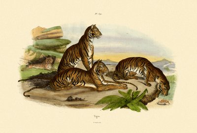 Tigers by French School